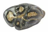 Baby Desmostylus Molar (Hippo Like Animal) - California #18683-1